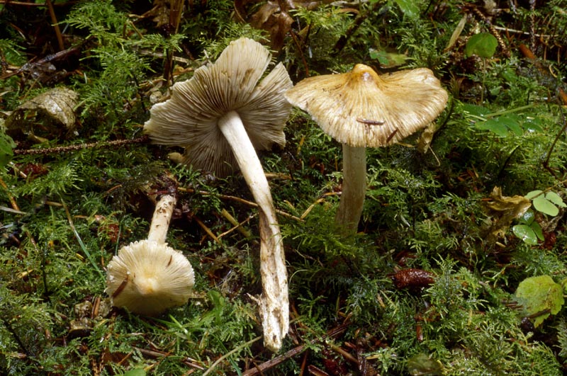 Inocybe rimosa